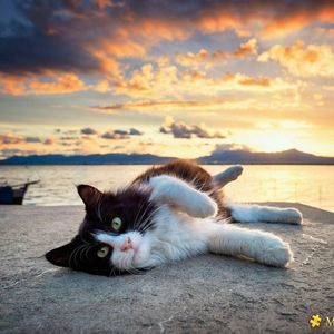 Meet your Posher, Patty